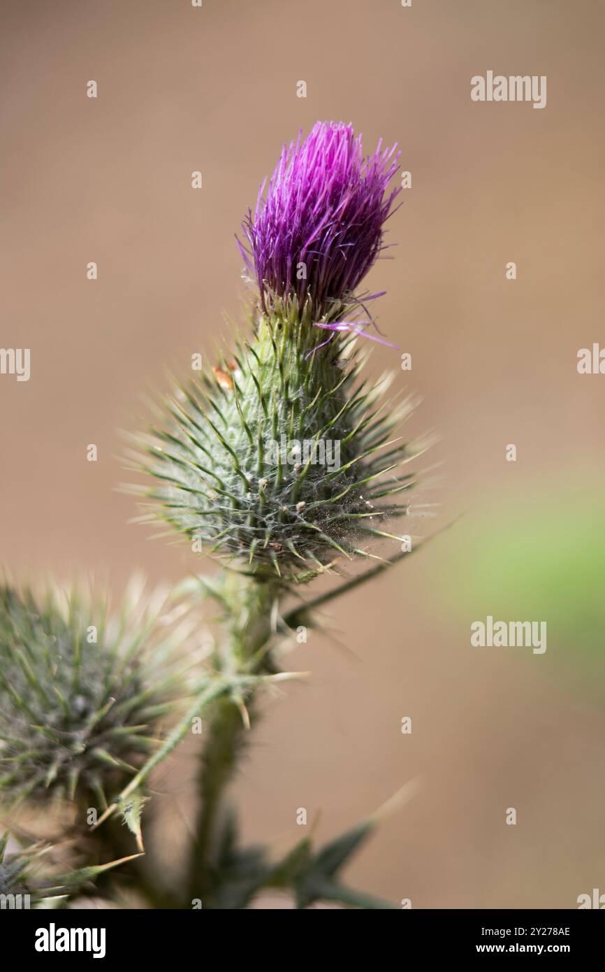 Close up of a purple scotch thistle weed flower. It’s spiky, prickly and defensive design protects it. Stock Photo