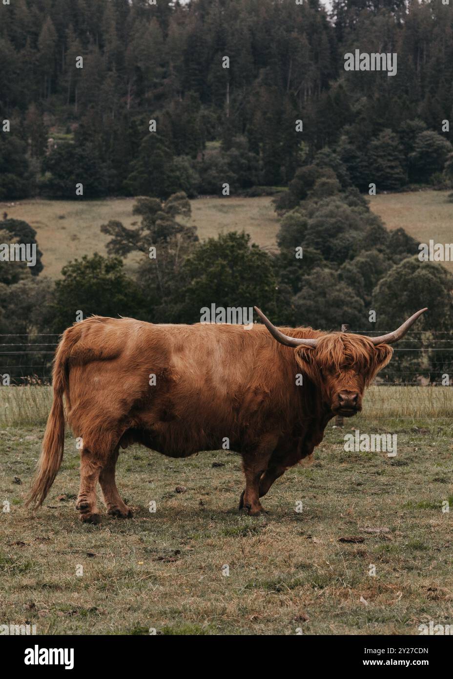 Scottish Highland cow standing in a grassy field with mountains behind ...