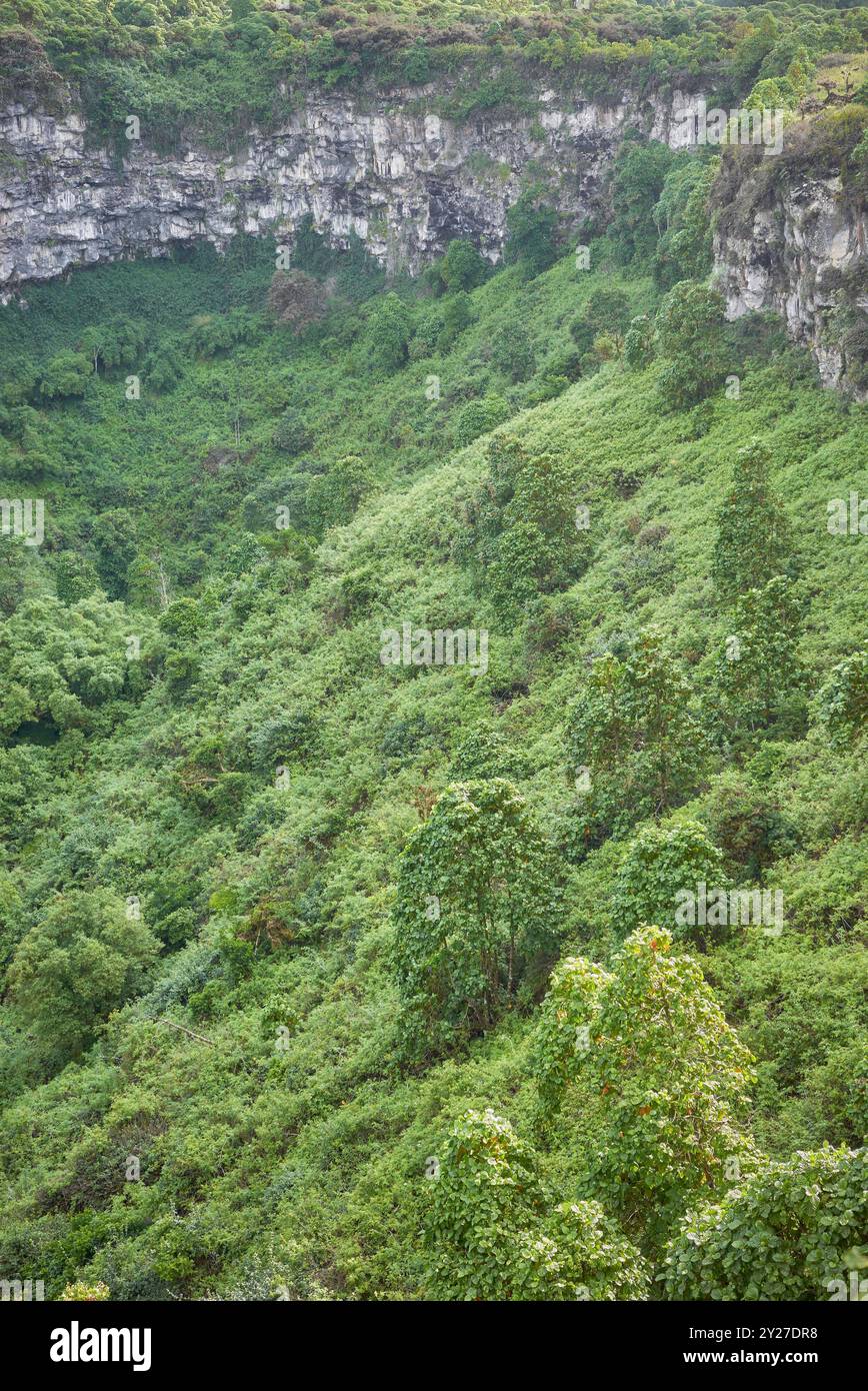 Rain forest in Santa Cruz Island, Galapagos National Park, Ecuador. Stock Photo
