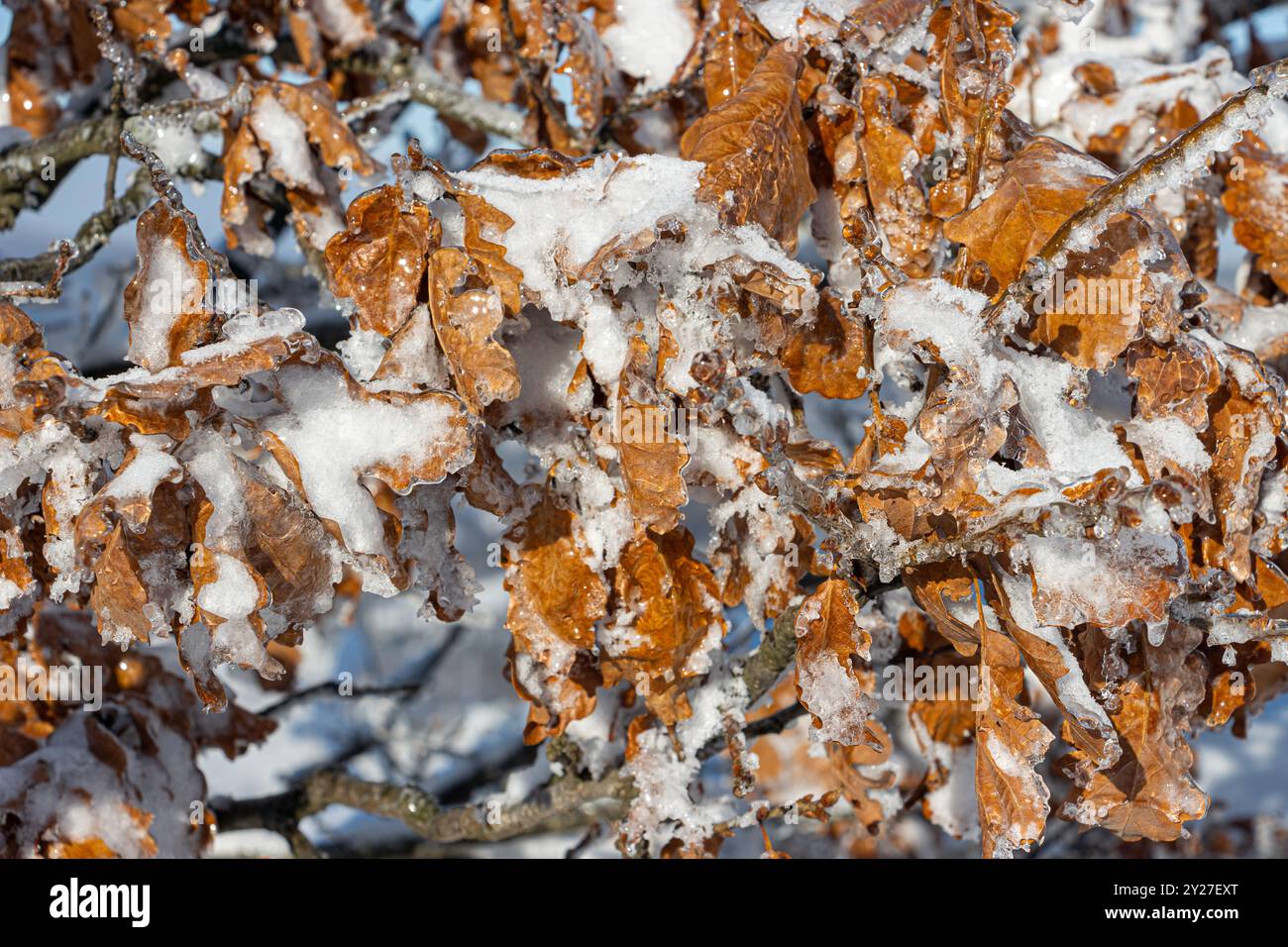 Snow and ice covered leaves on a winter tree Stock Photo - Alamy
