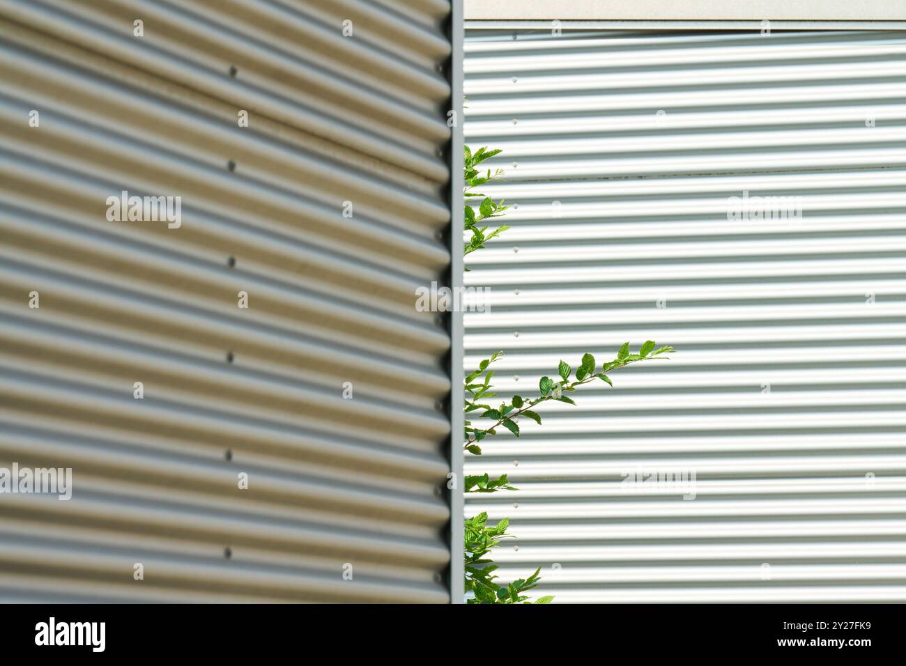 moderne Wellblechverkleidung einer Fassade mit einem gr��nen B?umchen Stock Photo