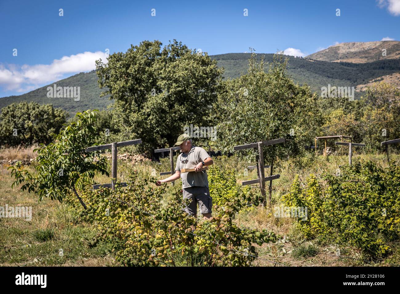 farmer harvesting organic red fruits from the plant, suitable for consumption Stock Photo