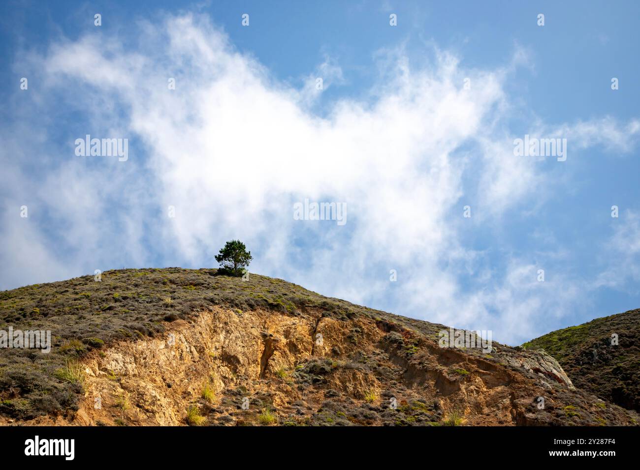 One lone tree on ahill above Devil's Slide in San Mateo County, California. Seen from Highway 1. - Stock Image