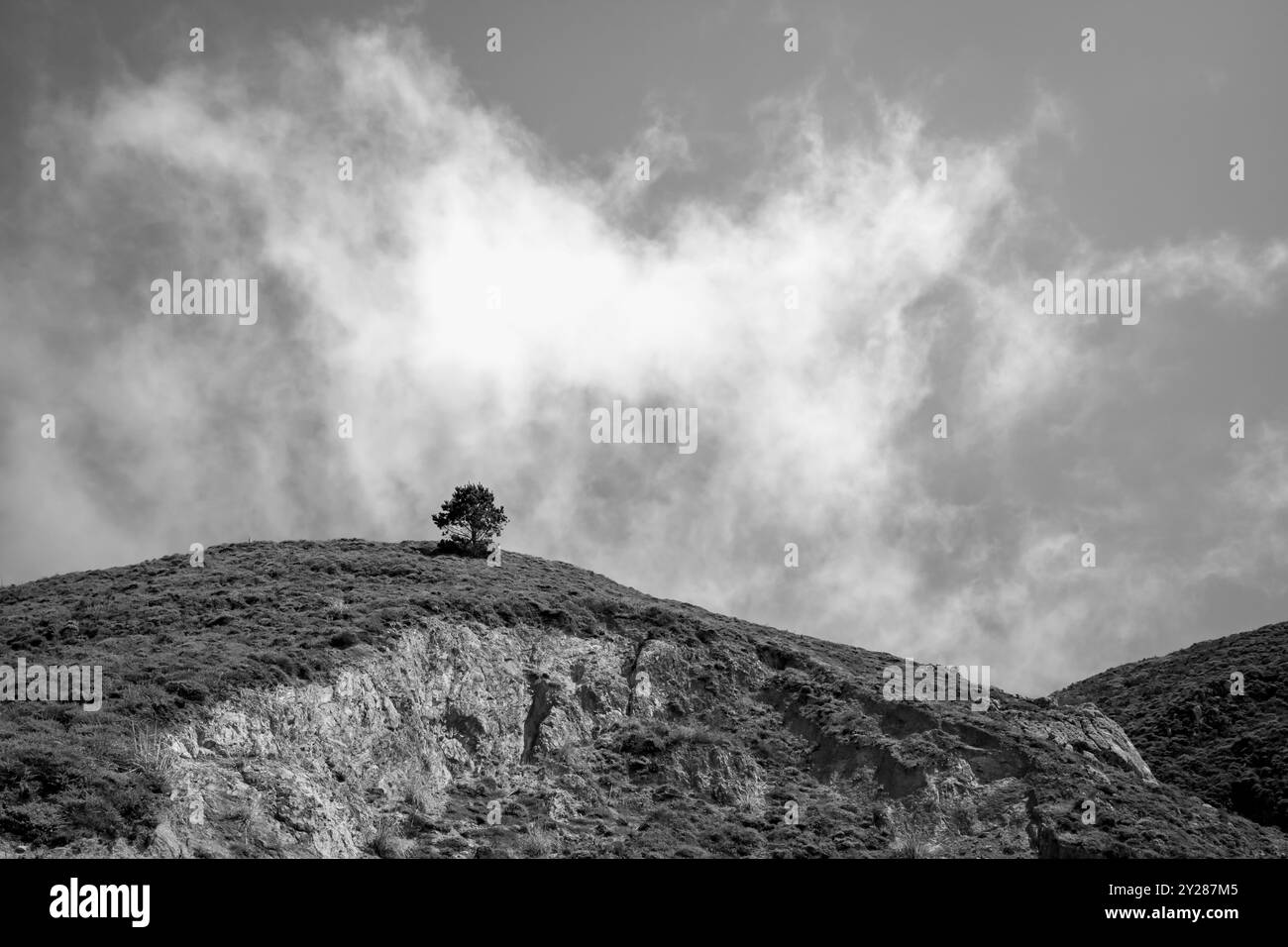 One lone tree on ahill above Devil's Slide in San Mateo County, California. Seen from Highway 1. - Stock Image