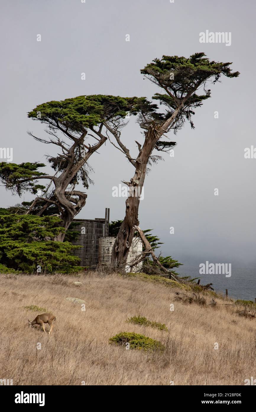 Point Reyes National Seashore is in Marin County on the Pacific coast of northern California in the United States. - Stock Image