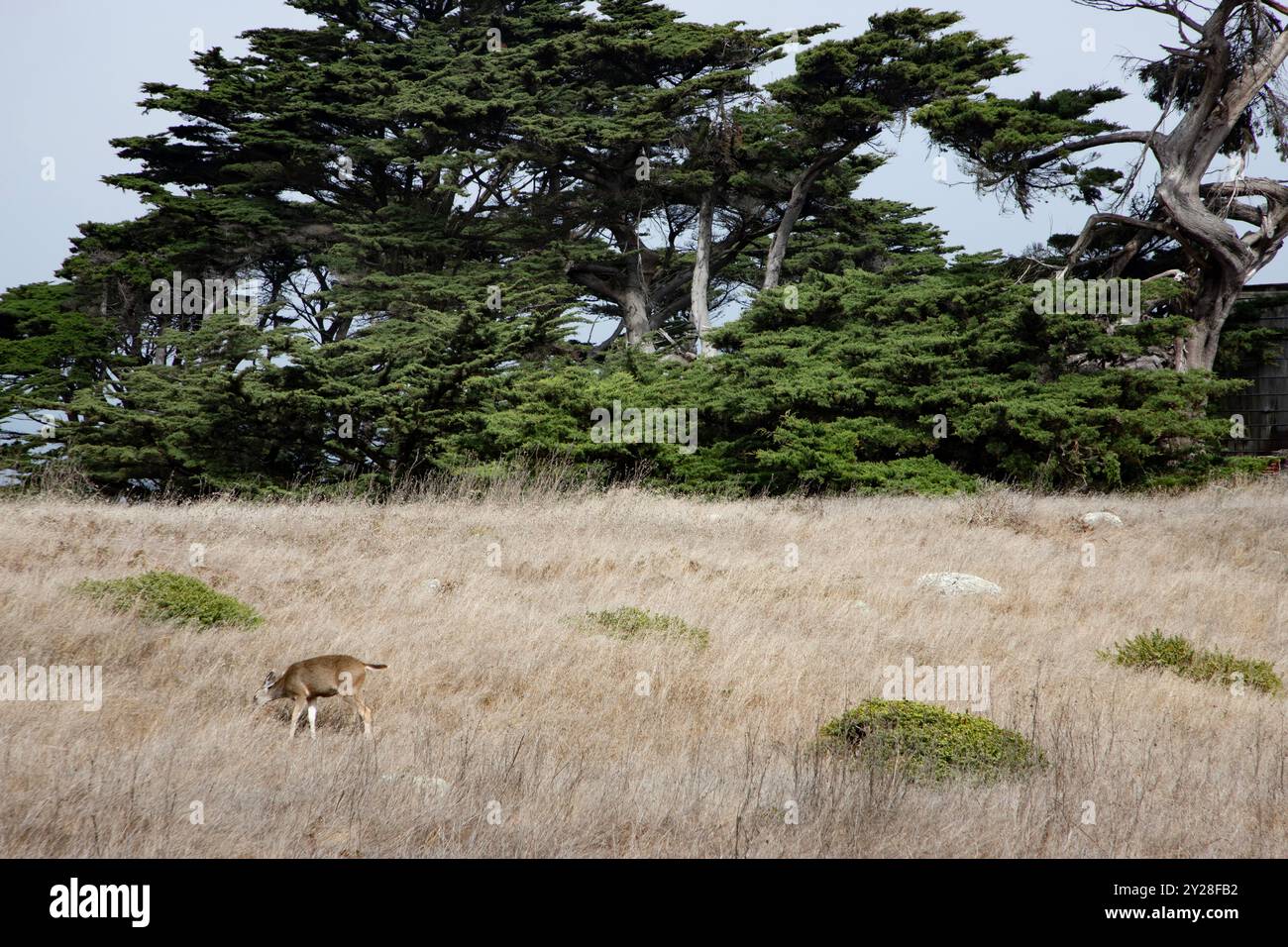 Point Reyes National Seashore is in Marin County on the Pacific coast of northern California in the United States. - Stock Image
