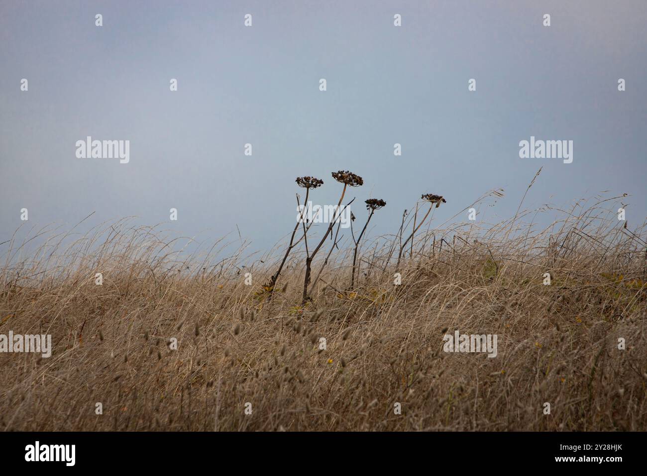 Point Reyes National Seashore is in Marin County on the Pacific coast of northern California in the United States. - Stock Image