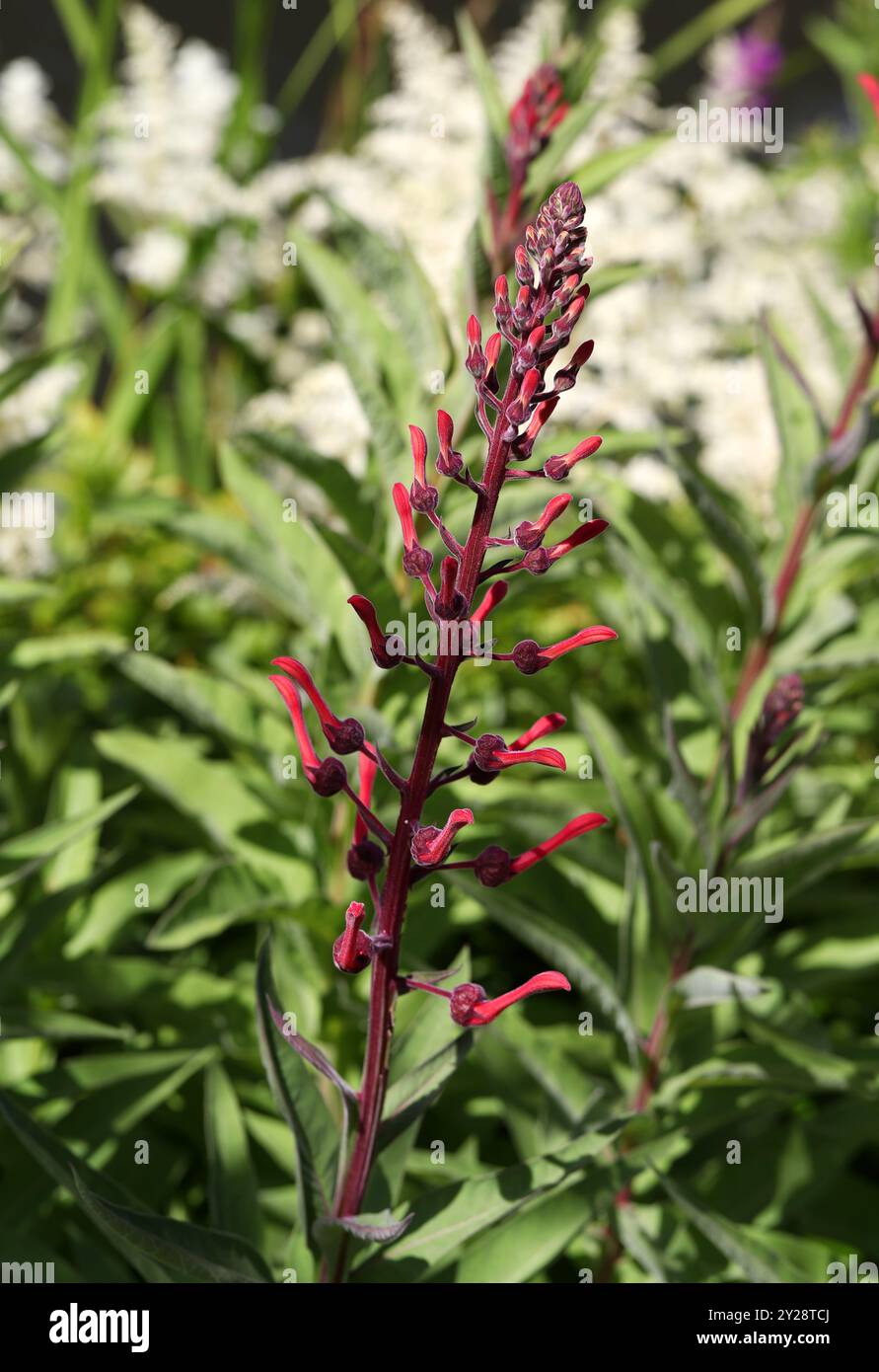 does tobacco show up on drug screen Nicotine Cotinine Urine Test for Tobacco Screening does tobacco show up on drug screen Nicotine Cotinine Urine Test for Tobacco Screening
