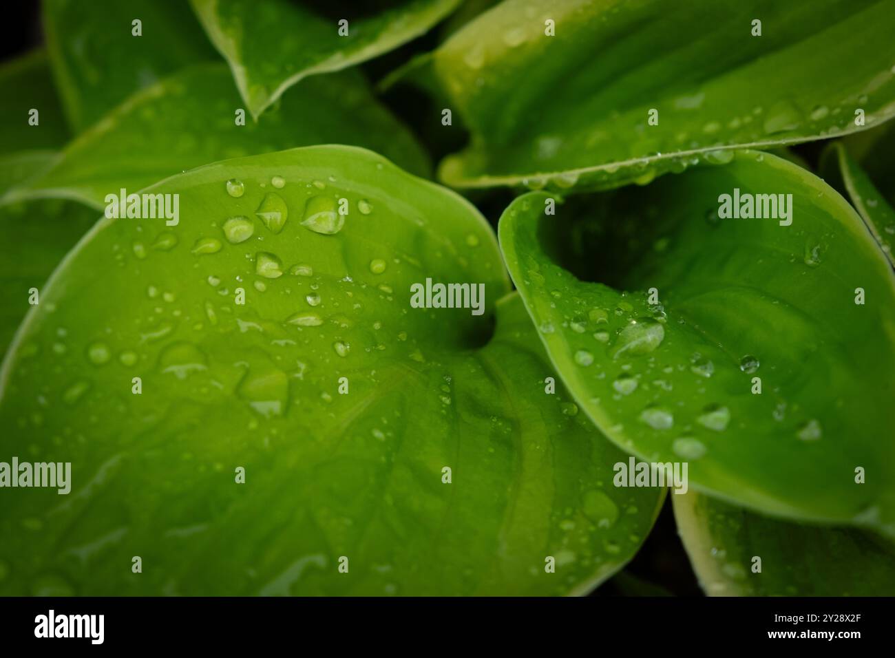 Vibrant green leaves and dew drops Stock Photo - Alamy