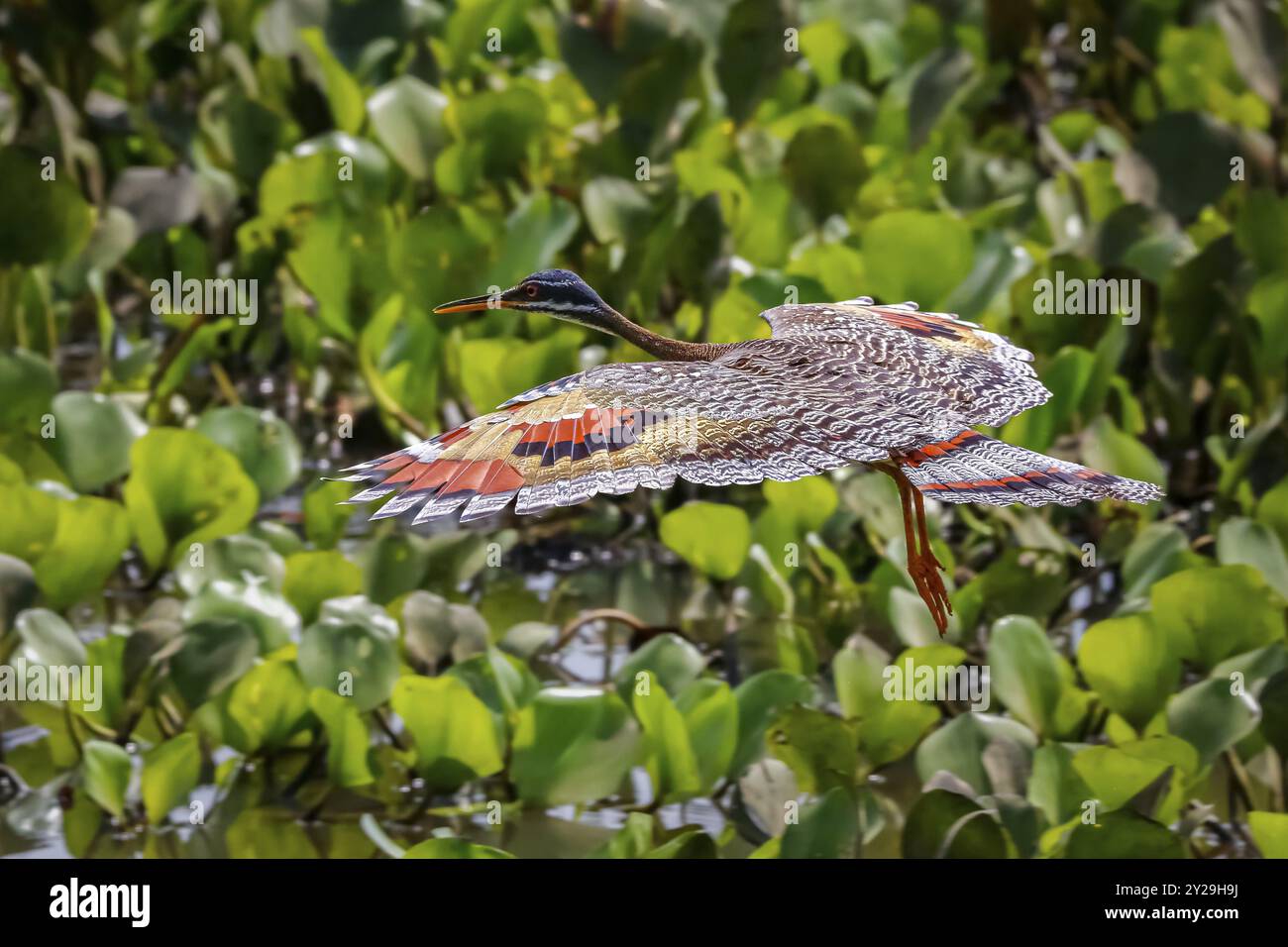 Side view of beautiful Sunbittern in flight against green background with wonderful patterned spread wings, Pantanal Wetlands, Mato Grosso, Brazil, So Stock Photo