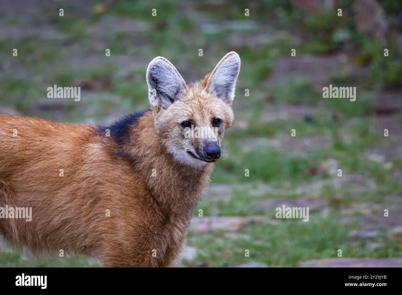 Close-up of a Maned wolf on a pathway of Sanctuary Caraca, Minas Gerais ...