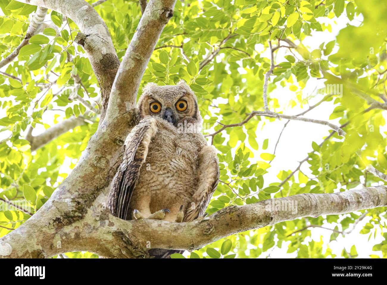 Low angle view of Great Horned Owl perched in a tree, facing camera, Pantanal Wetlands, Mato Grosso, Brazil, South America Stock Photo