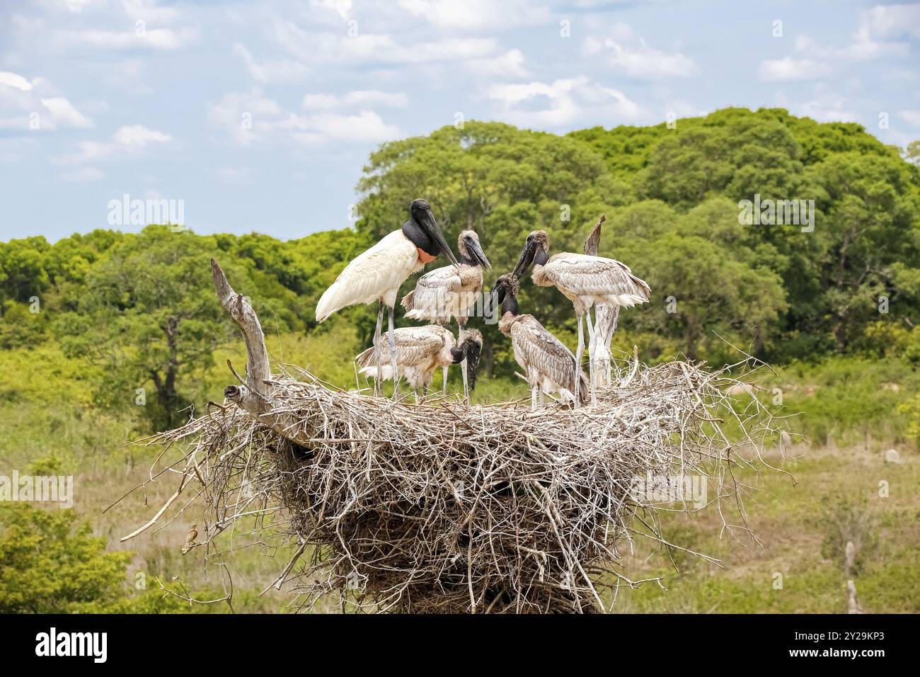 View to a Jabiru nest with juveniles on a tree and an adjacent observation tower against blue sky with clouds, Pantanal Wetlands, Mato Grosso, Brazil, Stock Photo