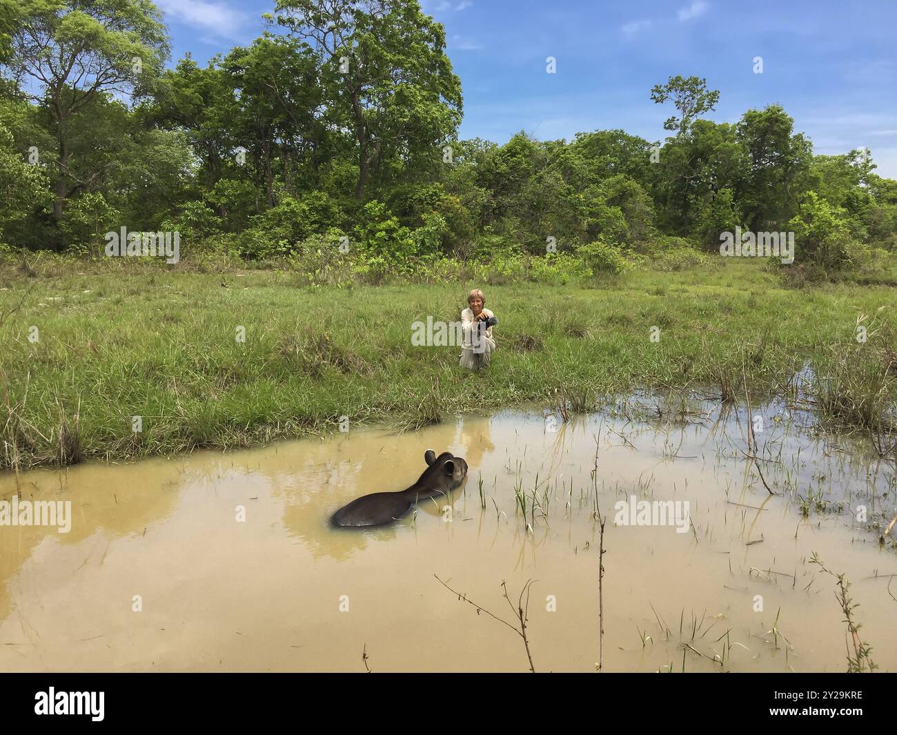 Female tourist watches a Tapir swimming in a muddy pond, kneeling on the water edge in grass, Pantanal Wetlands, Mato Grosso, Brazil, South America Stock Photo