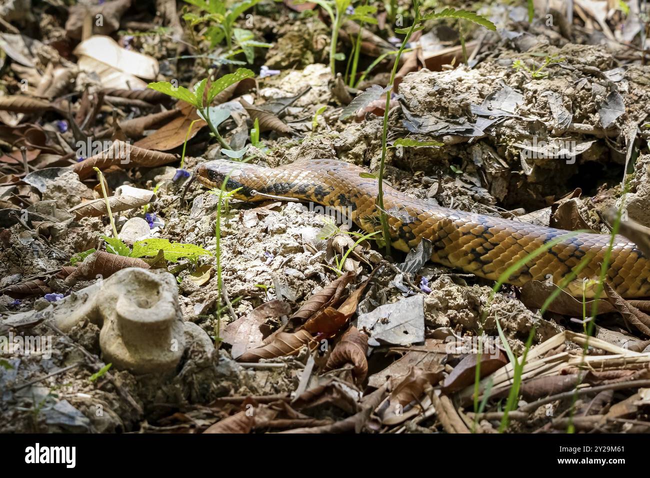 Close-up of Brazilian False Water Cobra on natural ground, Pantanal Wetlands, Mato Grosso, Brazil, South America Stock Photo