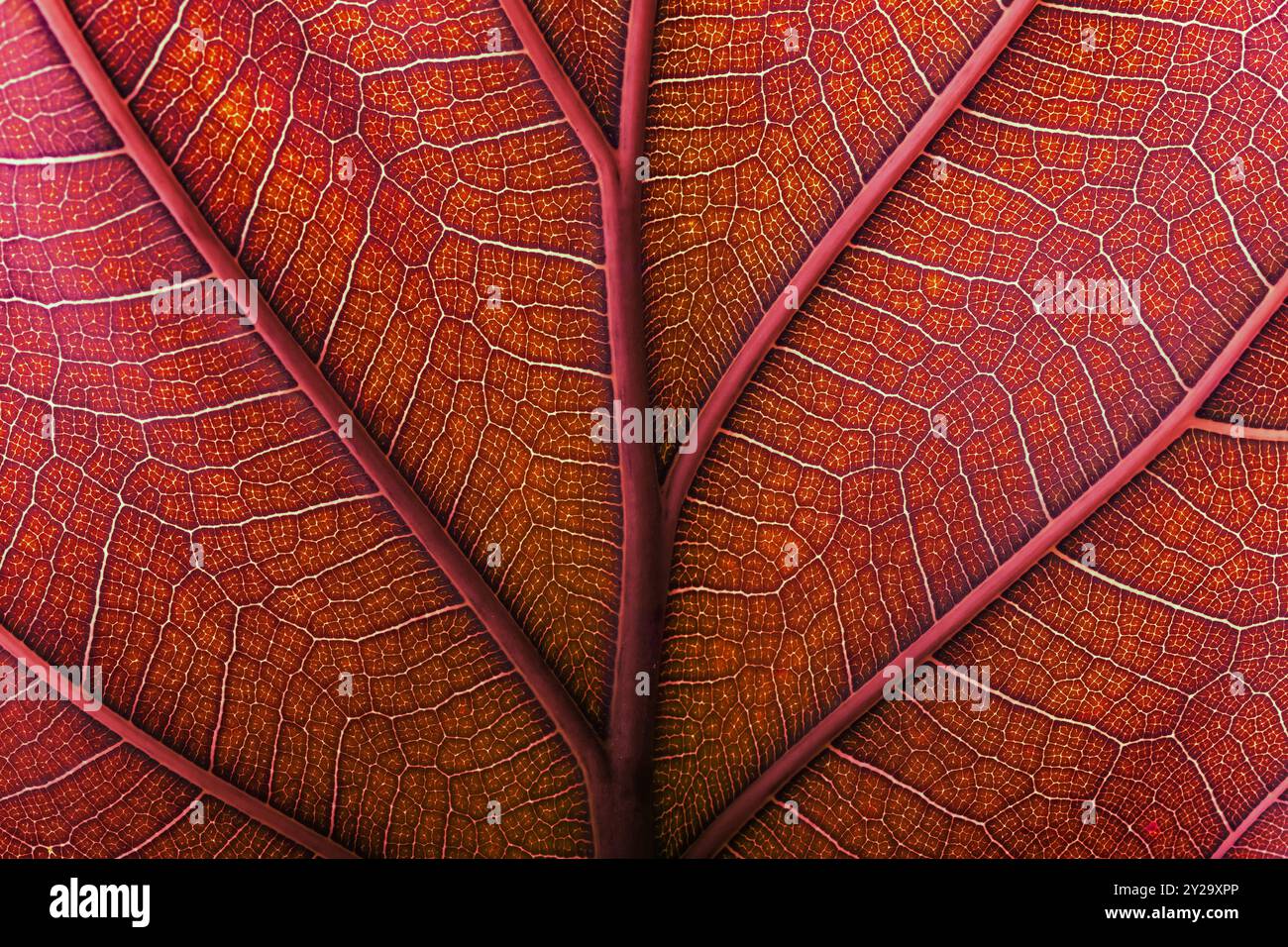 Leaf cell structure hi-res stock photography and images - Alamy