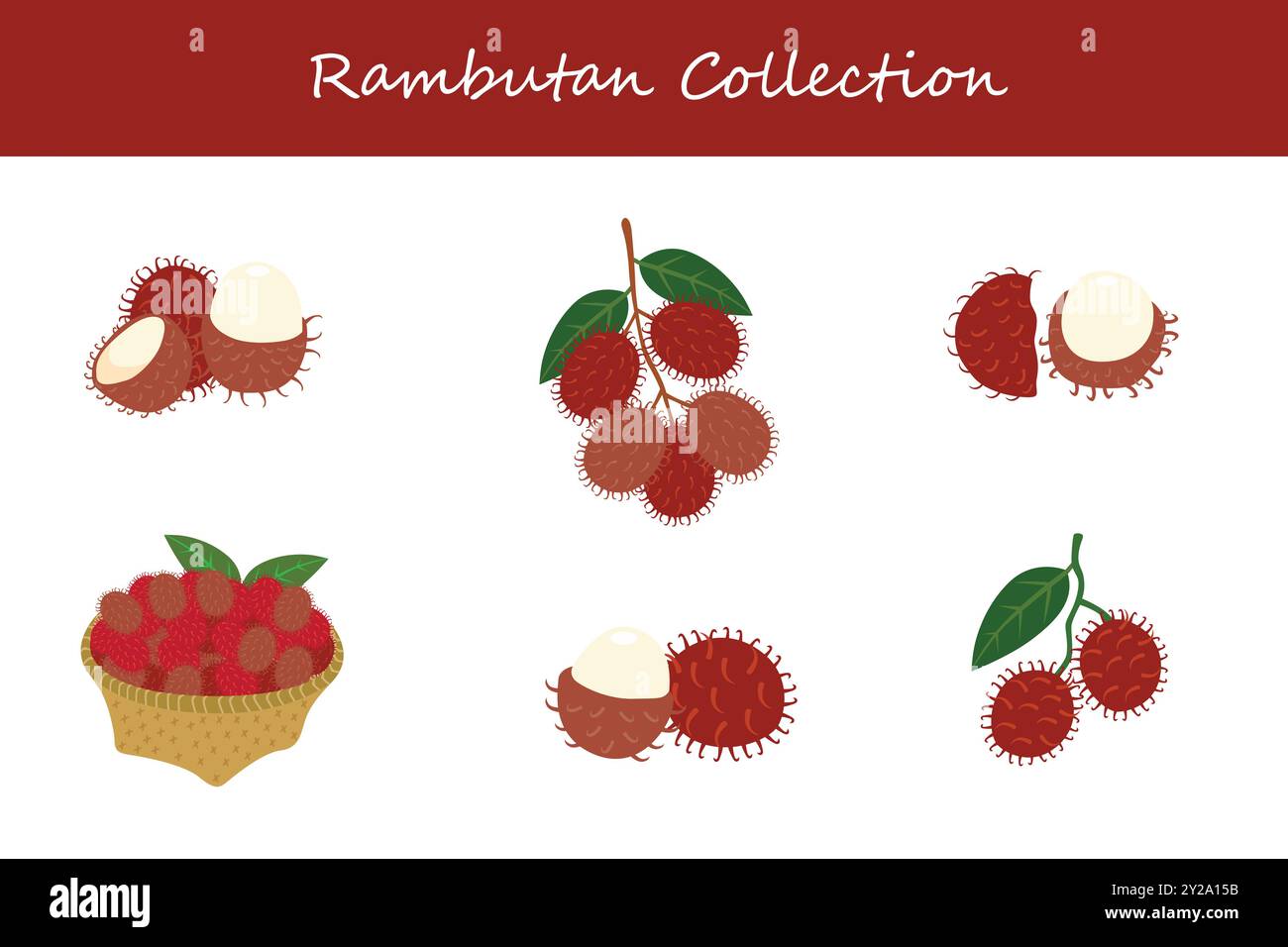 Rambutan Drawing Step By Step