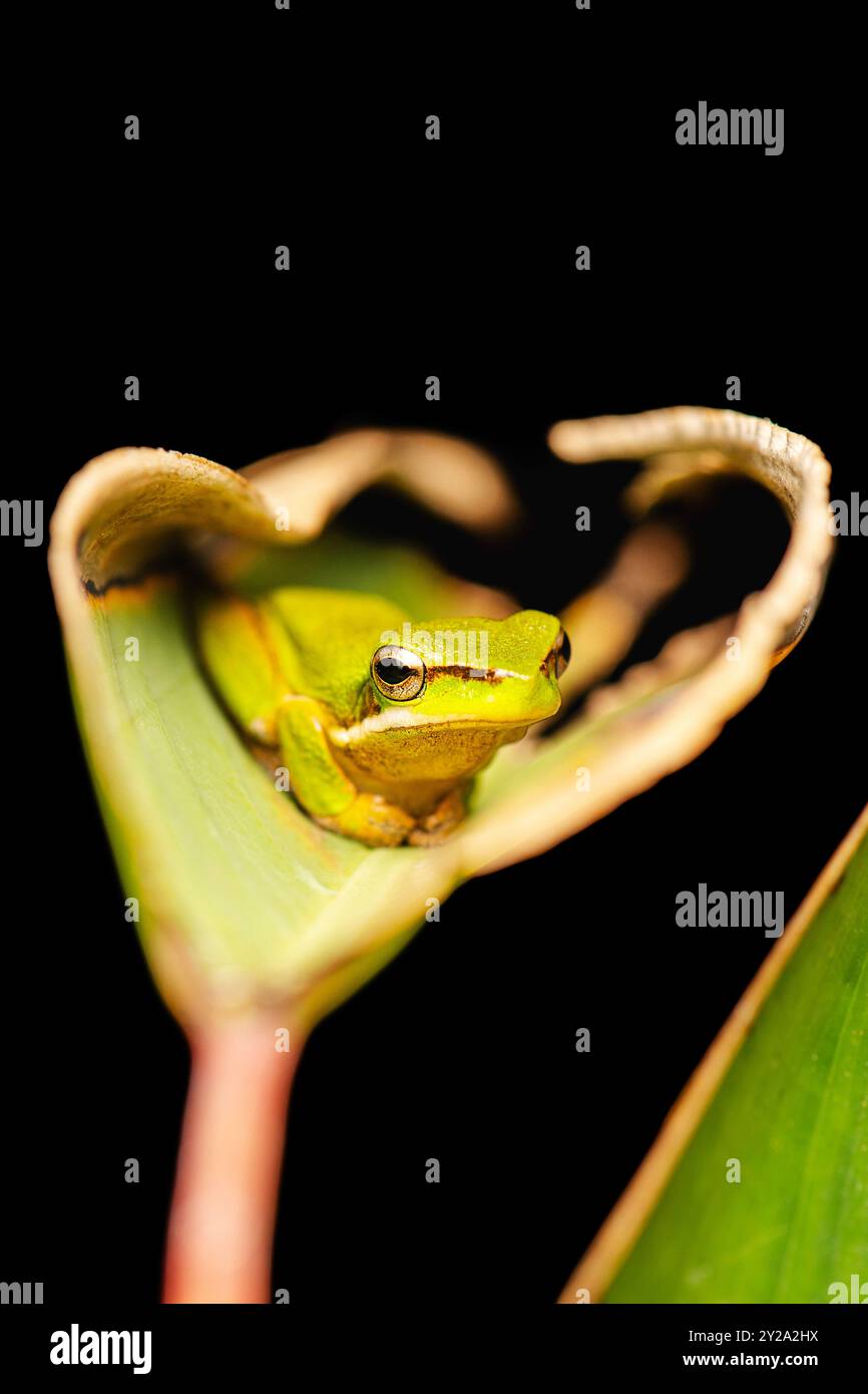 Sharp Reeed The wallum sedge frog, also known as the Olongburra frog or the sharp ...