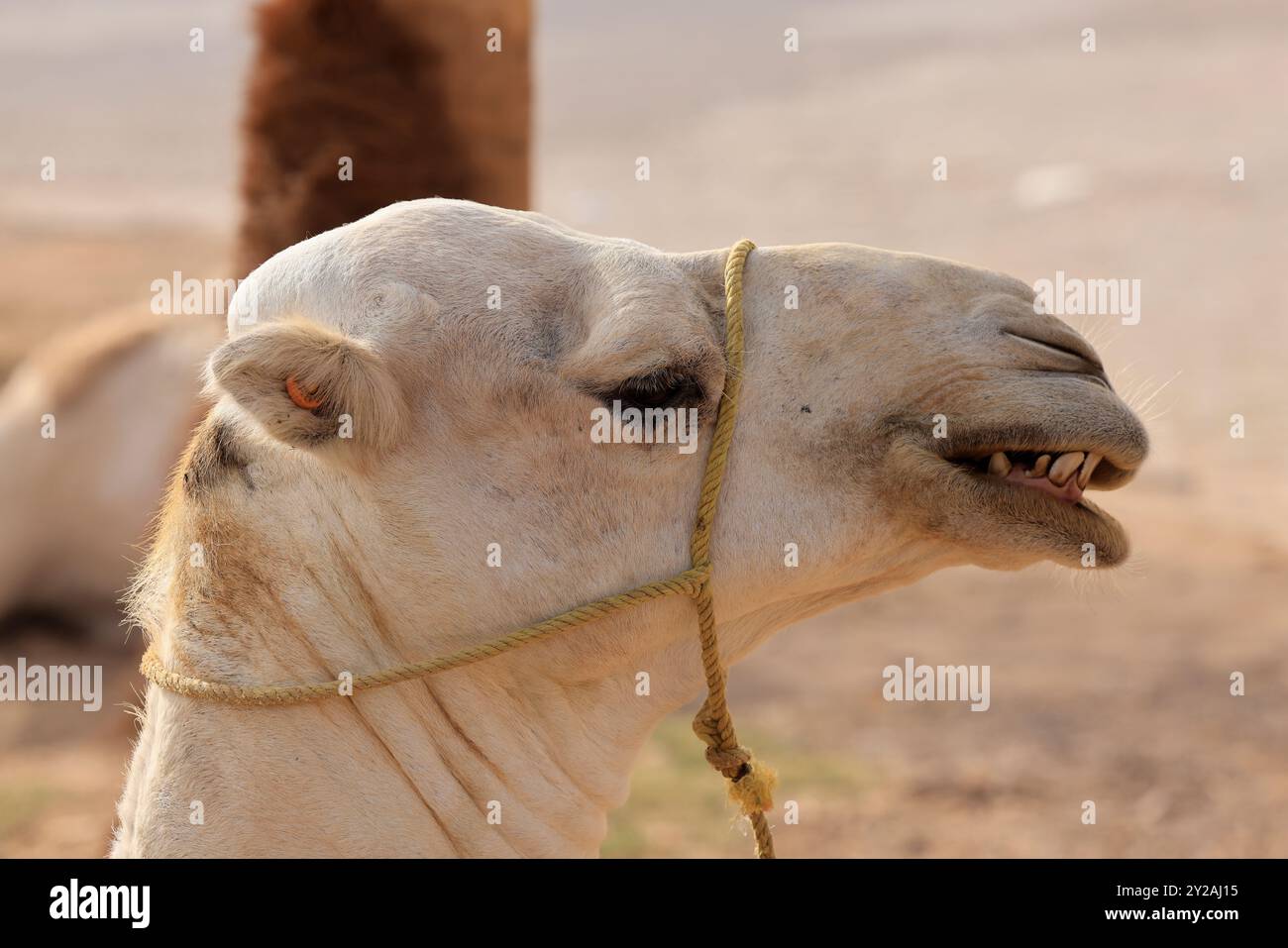 Camels in desert old photo hi-res stock photography and images - Alamy