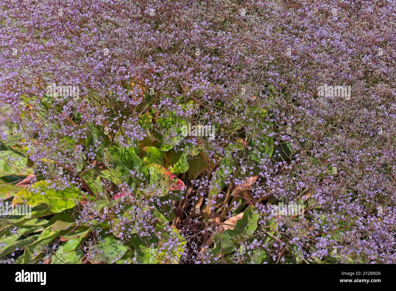 Closeup of limonium platyphyllum, the broad-leaved statice, or florist´s sea lavender, is a species of flowering plant in the family plumbaginaceae. Stock Photo