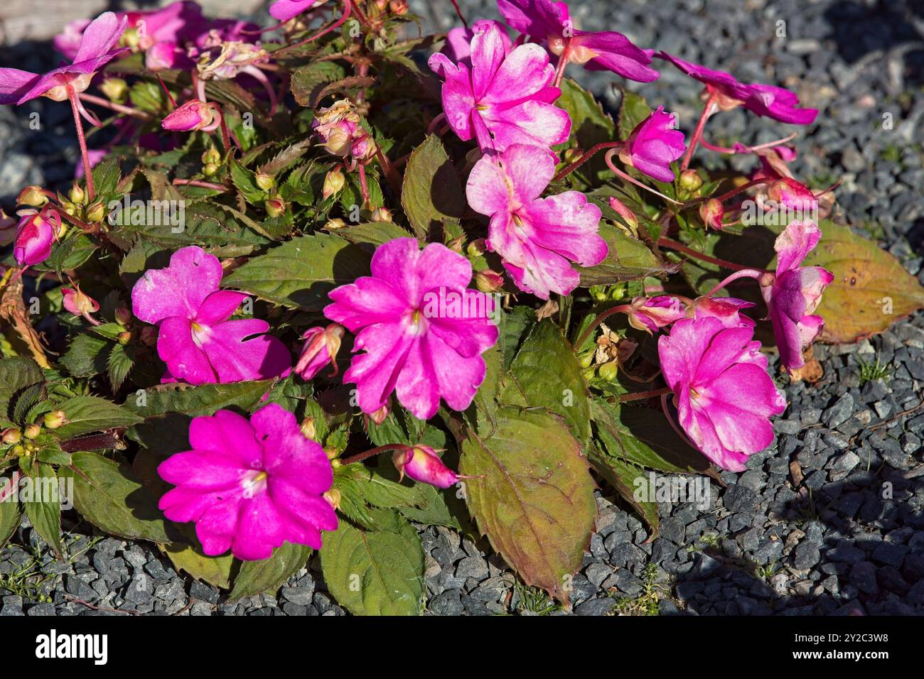 Closeup of impatiens hawkeri, the New Guinea impatiens, is a species of flowering plant in the family balsaminaceae. Stock Photo