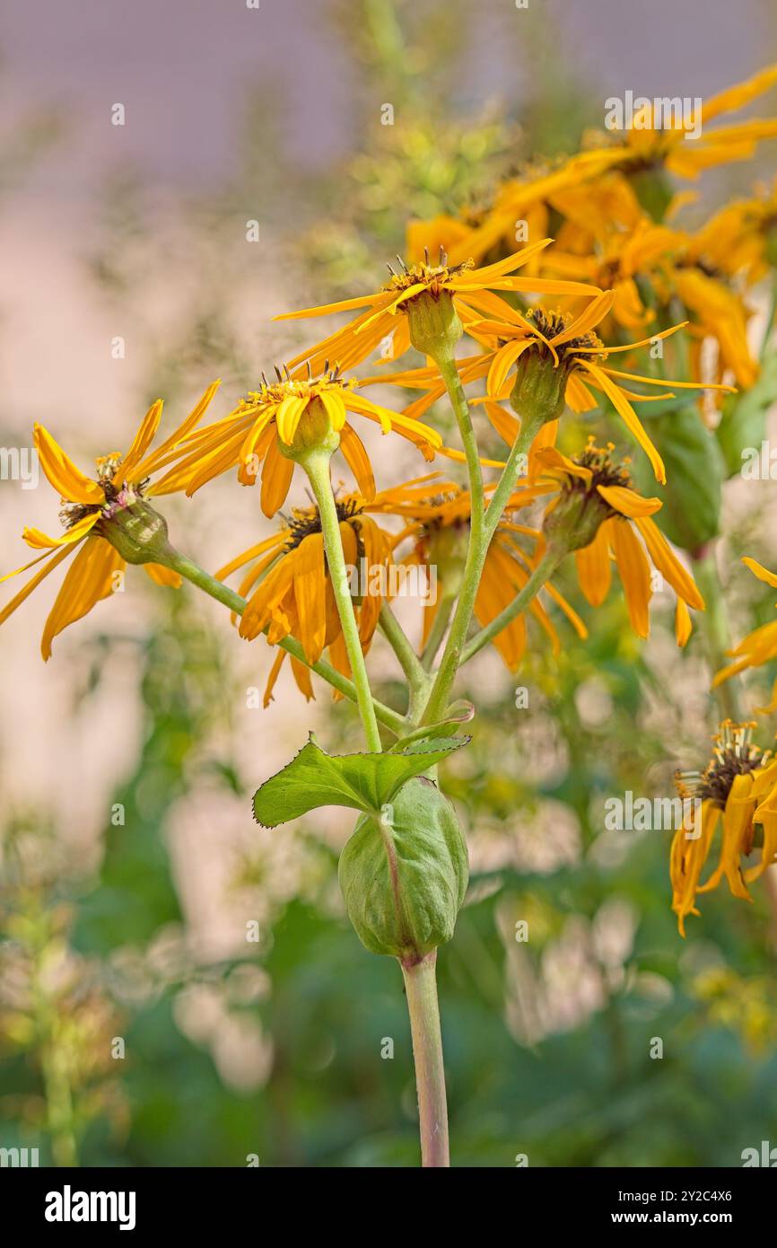 Closeup of ligularia stenocephala, also known as the rocket, is a species of the genus ligularia and the family asteraceae. Stock Photo