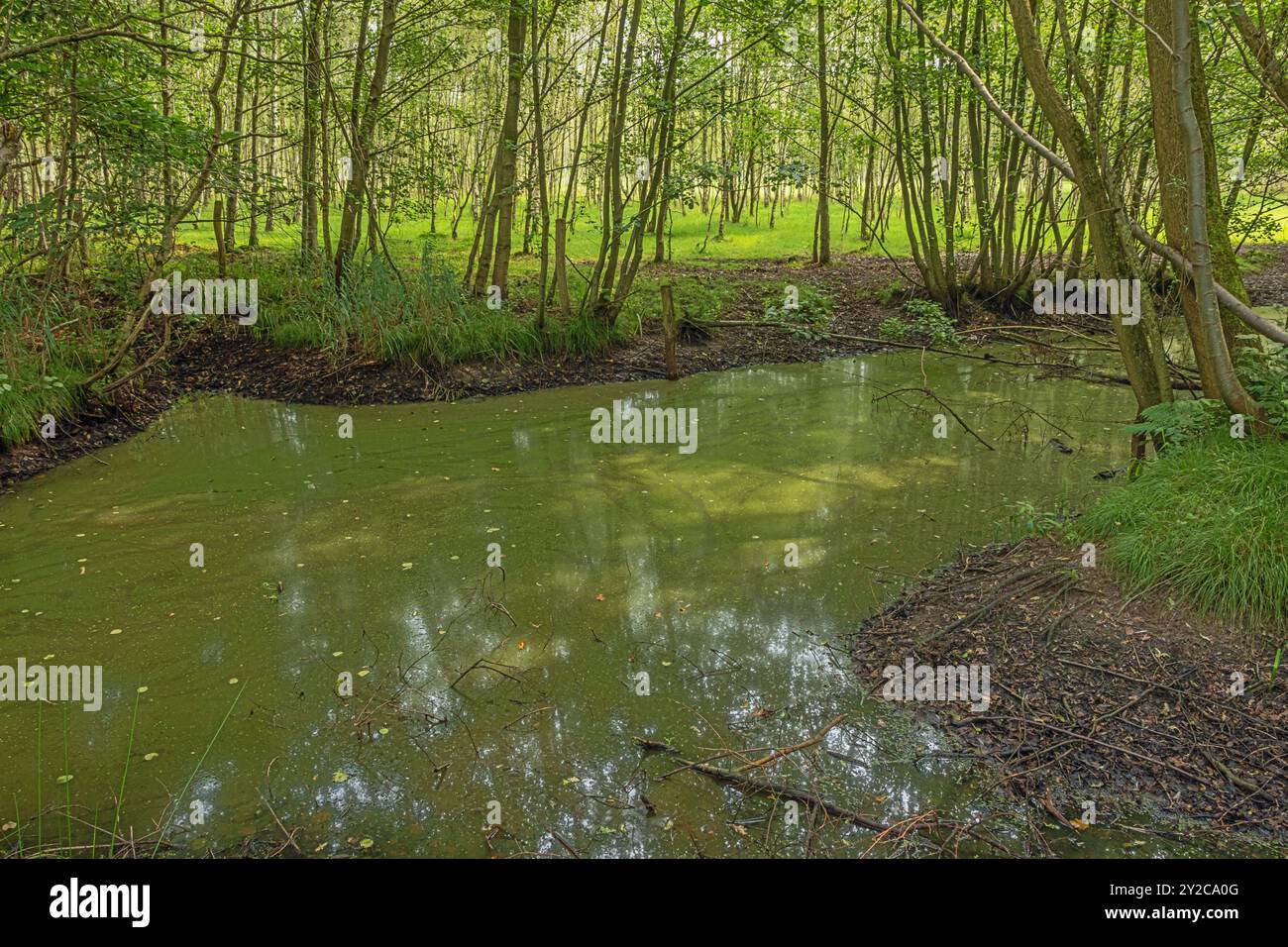 East flanders rural pond hi-res stock photography and images - Alamy