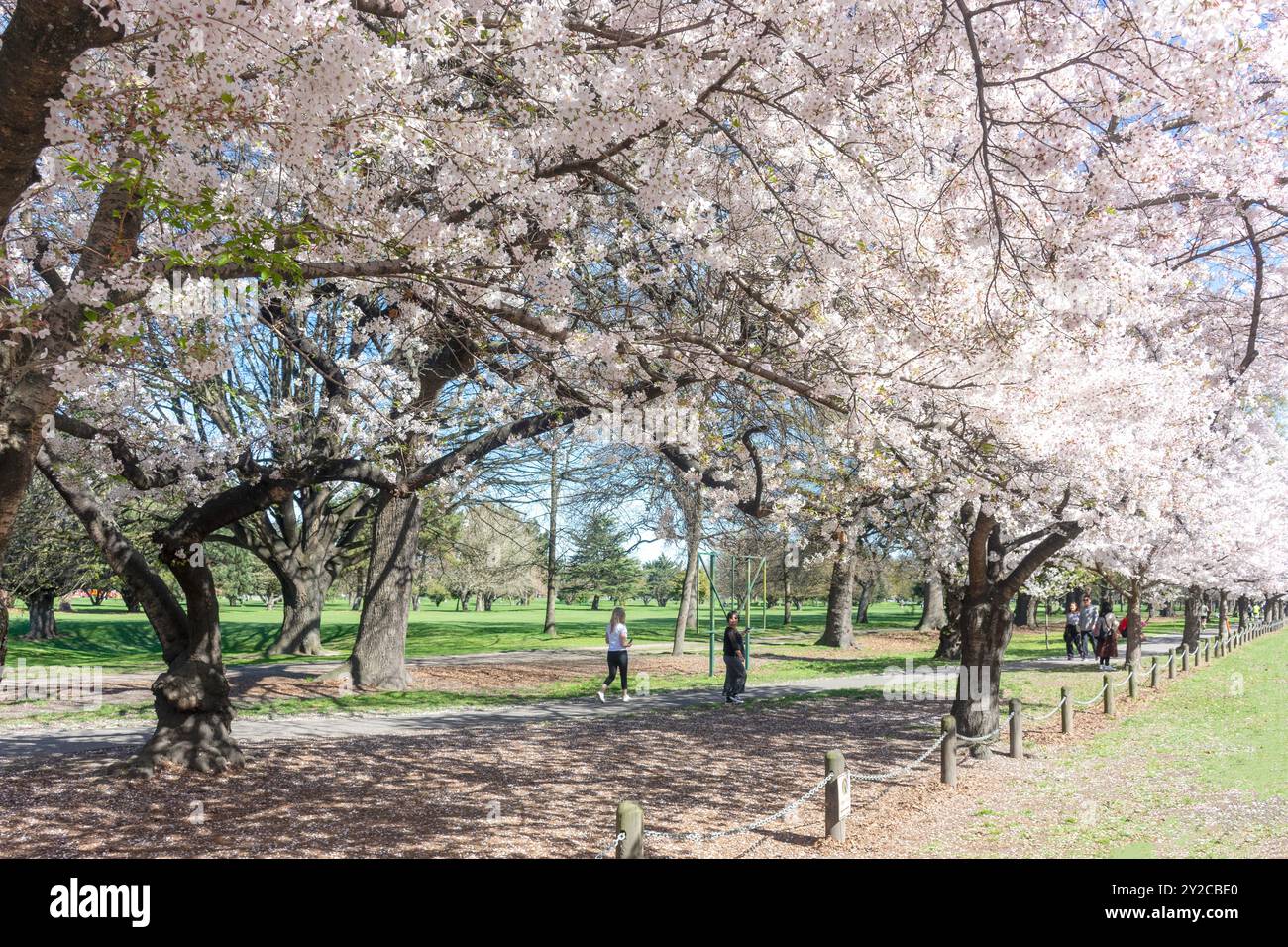 Cherry Blossom trees in spring, Hagley Park North, Christchurch Central City, Christchurch (Ōtautahi), Canterbury, New Zealand Stock Photo