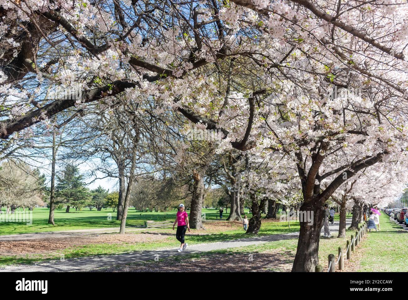 Cherry Blossom trees in spring on Harper Avenue, Hagley Park North, Christchurch Central City, Christchurch (Ōtautahi), Canterbury, New Zealand Stock Photo