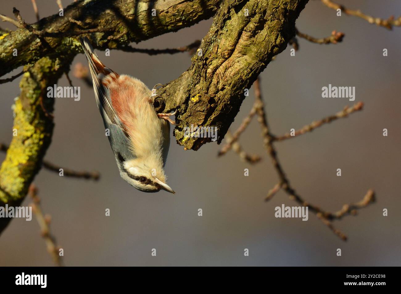 Upside down nuthatch Stock Photo - Alamy