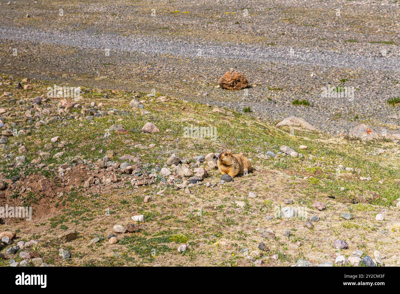 Himalayan mammoths during the ritual kora (yatra) around sacred Mount ...