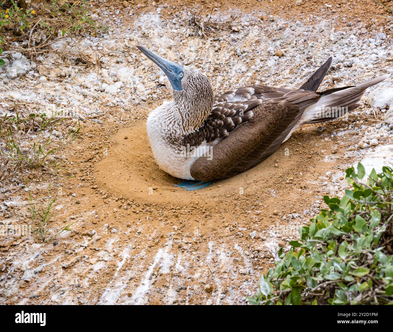 A blue-footed booby (Sula nebouxii) sitting on eggs in a nest…