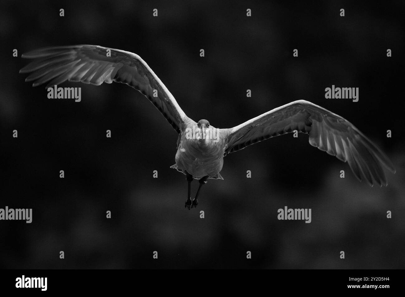 Sandhill crane Black and White Stock Photos & Images - Alamy
