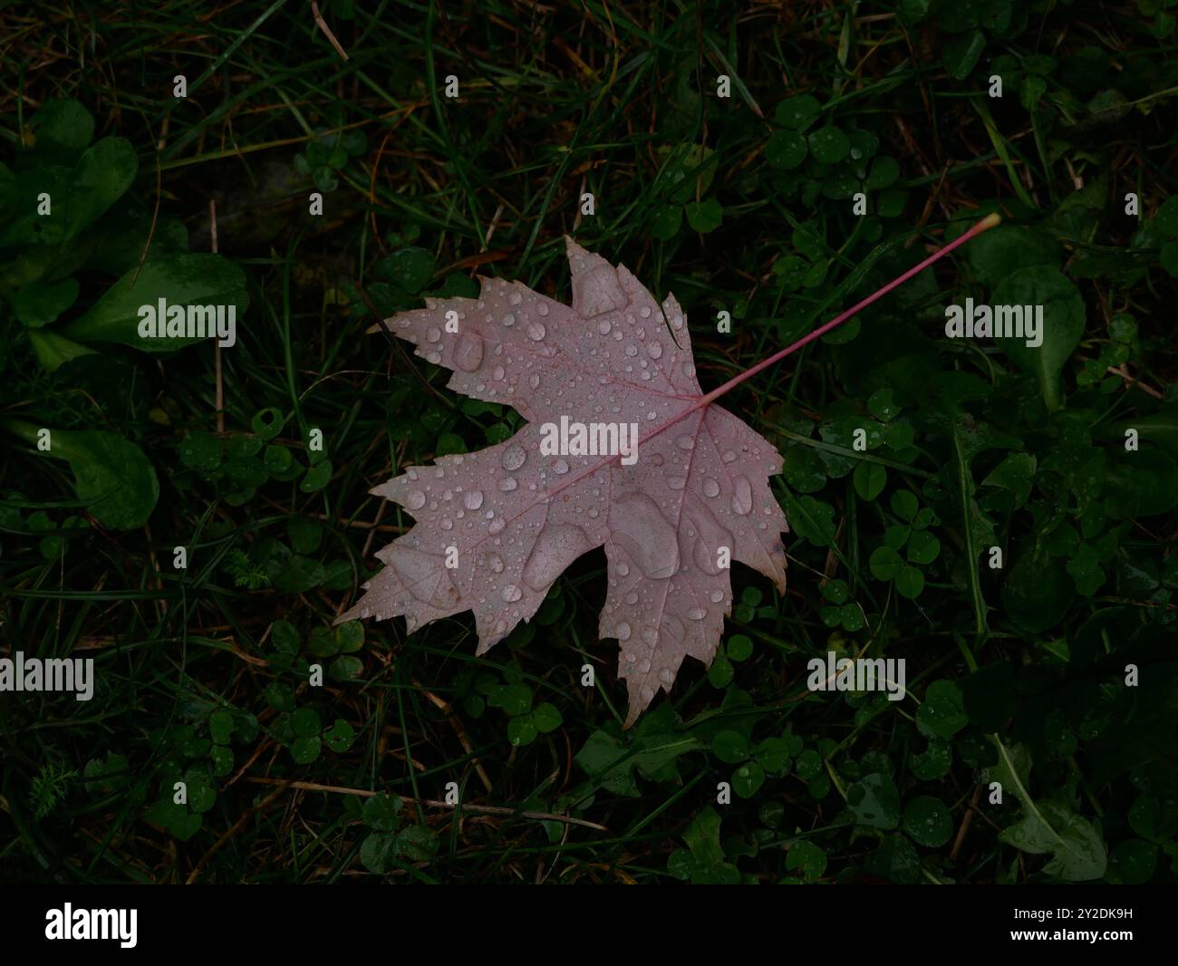 Fallen autumn red maple leaf covered with raindrops on green grass. Natural background. Stock Photo