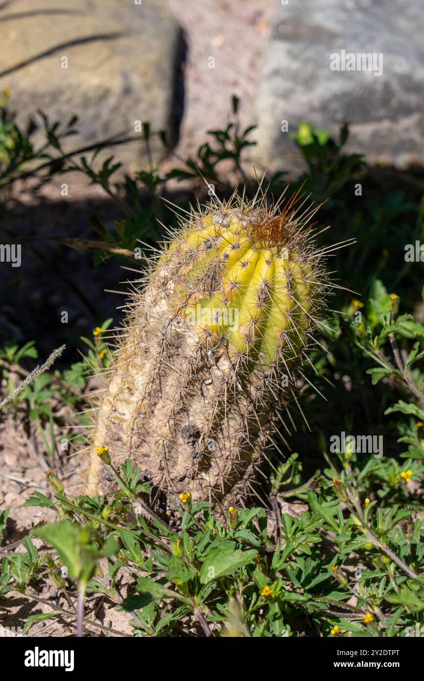 Cactaceae cactus synonym hi-res stock photography and images - Alamy