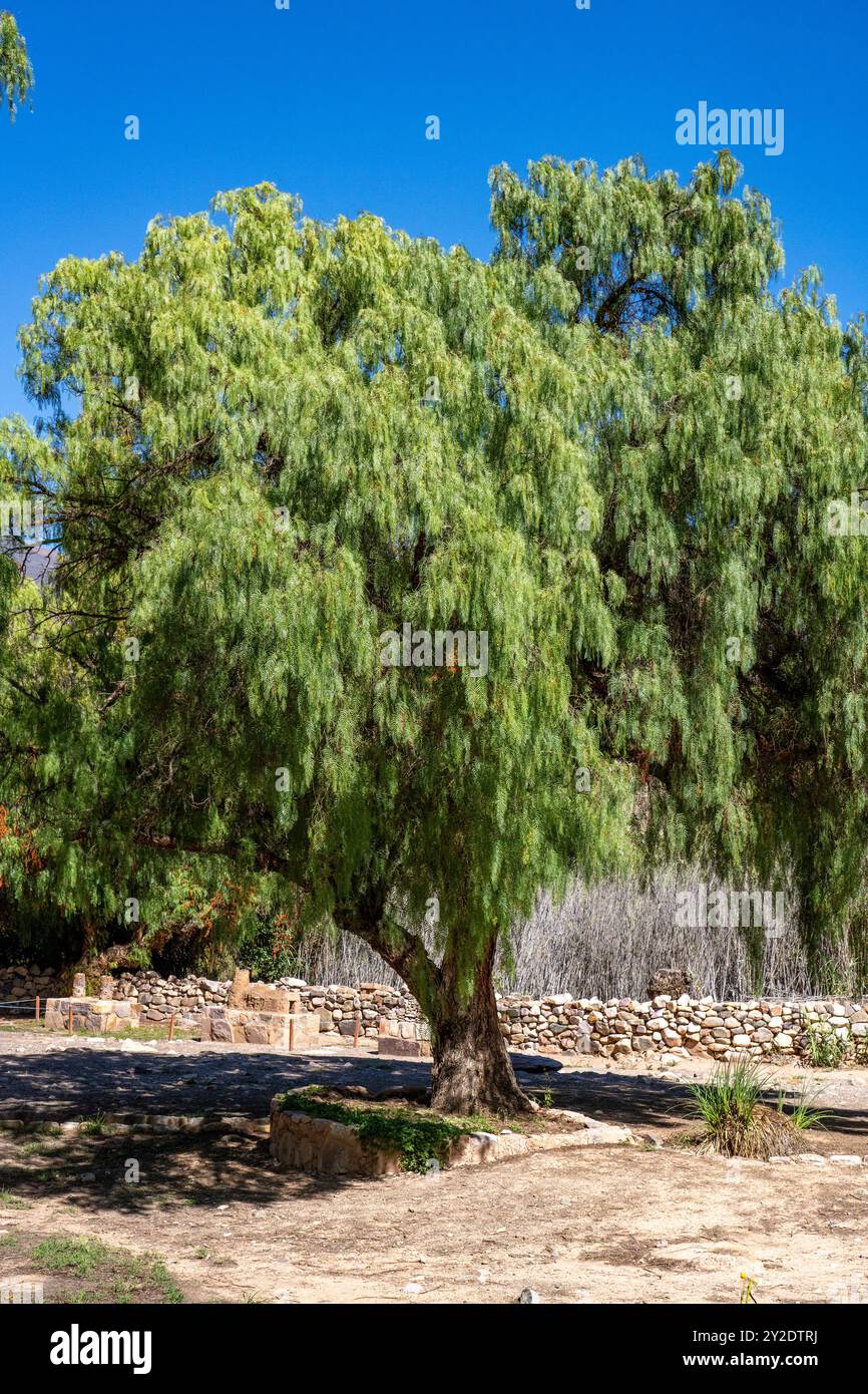 Peruvian pepper tree schinus molle var areira hi-res stock photography ...