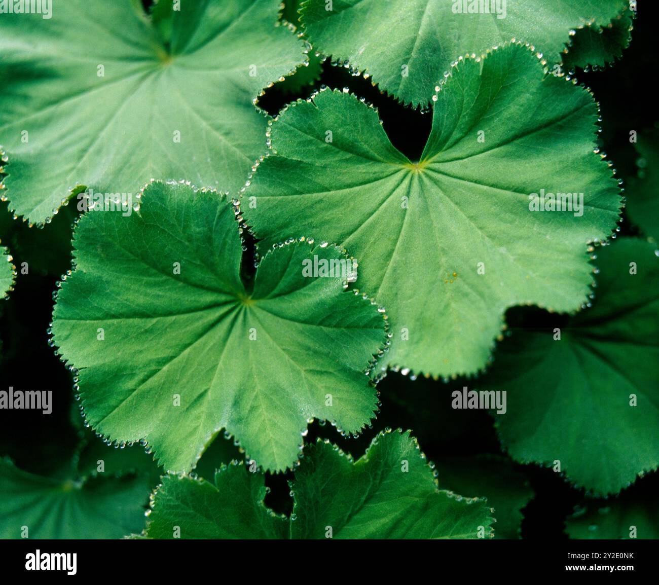 Tautropfen perlen von den gezaehnten Blattraendern des Frauenmantels Alchemilla mollis, einer populaeren Bodendeckerpflanze im Staudenbeet Frauenmantel *** Dewdrops pearl from the serrated leaf veins of ladys mantle Alchemilla mollis, a popular ground cover plant in the ladys mantle perennial bed Stock Photo