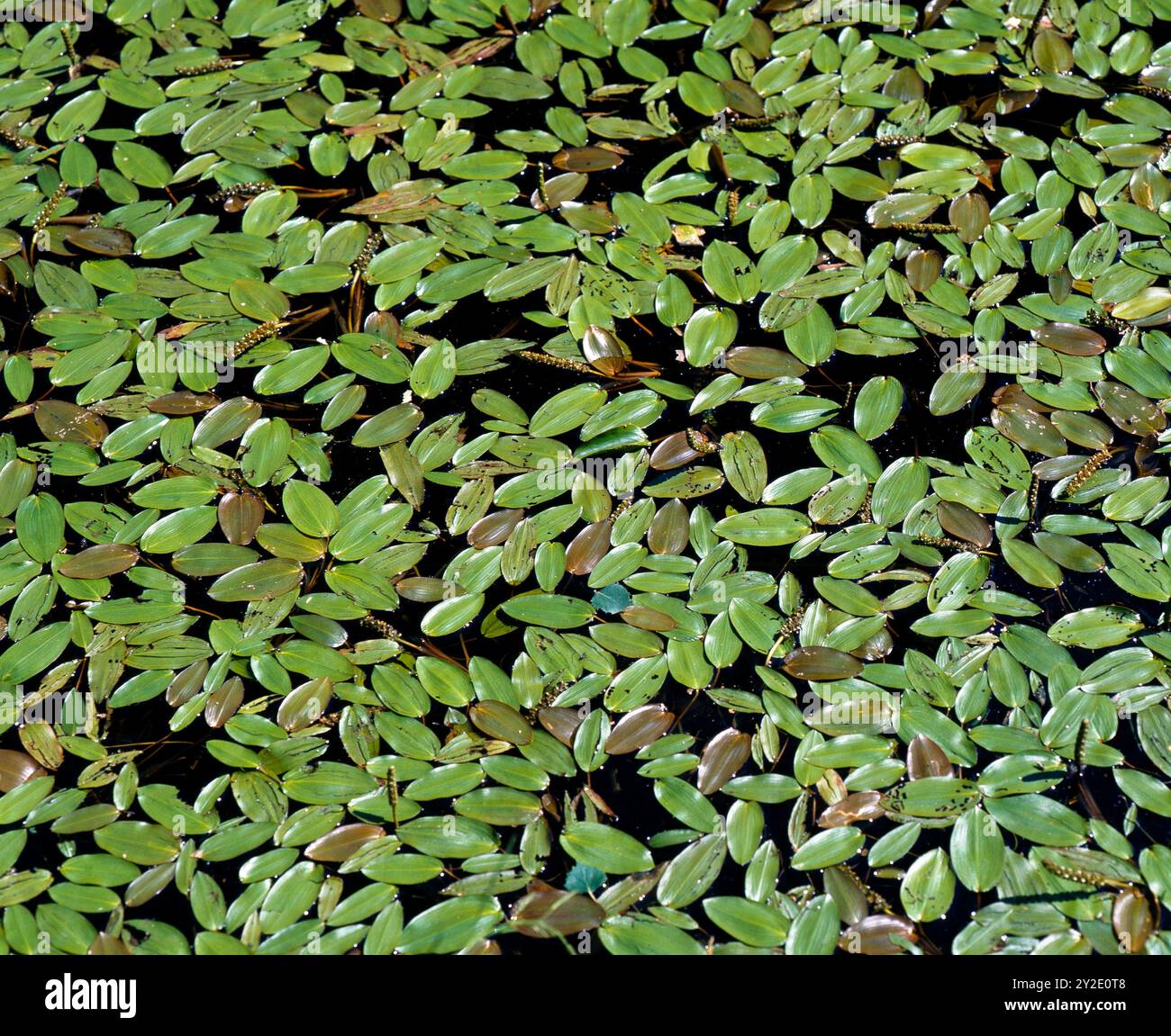 Schwimmblaetter des Wasserknoeterichs, auch Sumpfknoeterich, an der