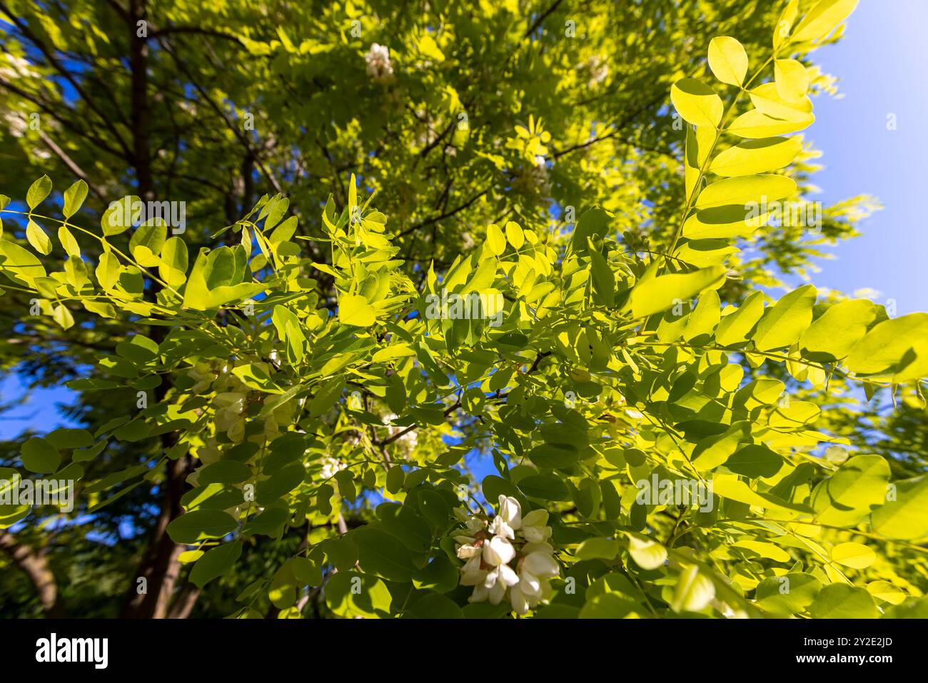 the green foliage of the acacia tree in sunny weather, a beautiful ...