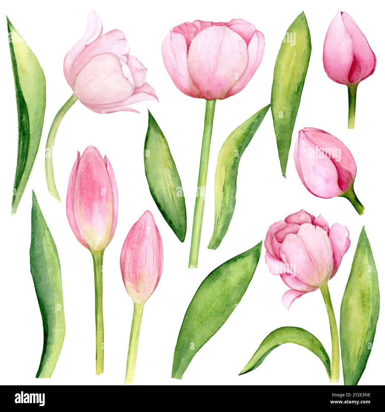 Tulip Flower. Clip Art of Watercolor Pink Tulip Flowers on a white ...