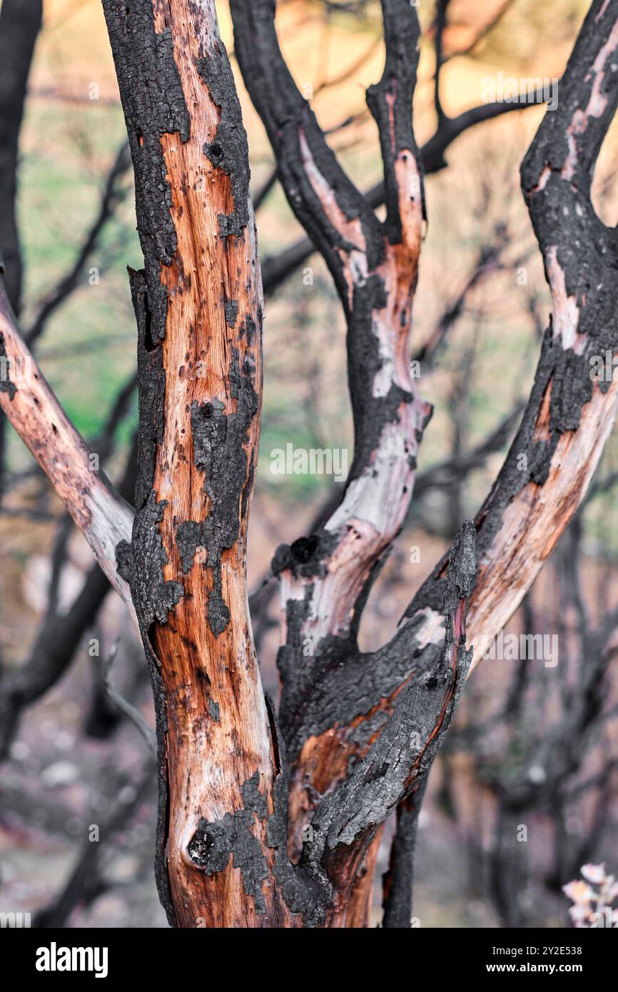 A detailed close-up of charred tree trunks in Legarda, Navarra, Spain, showing the effects of a recent wildfire. Legarda Navarra SPAIN Copyright: xMik Stock Photo