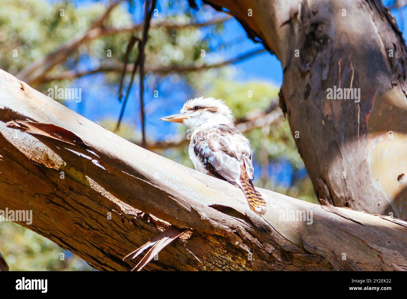 Hanging Rock in Macedon Ranges in Australia Stock Photo - Alamy