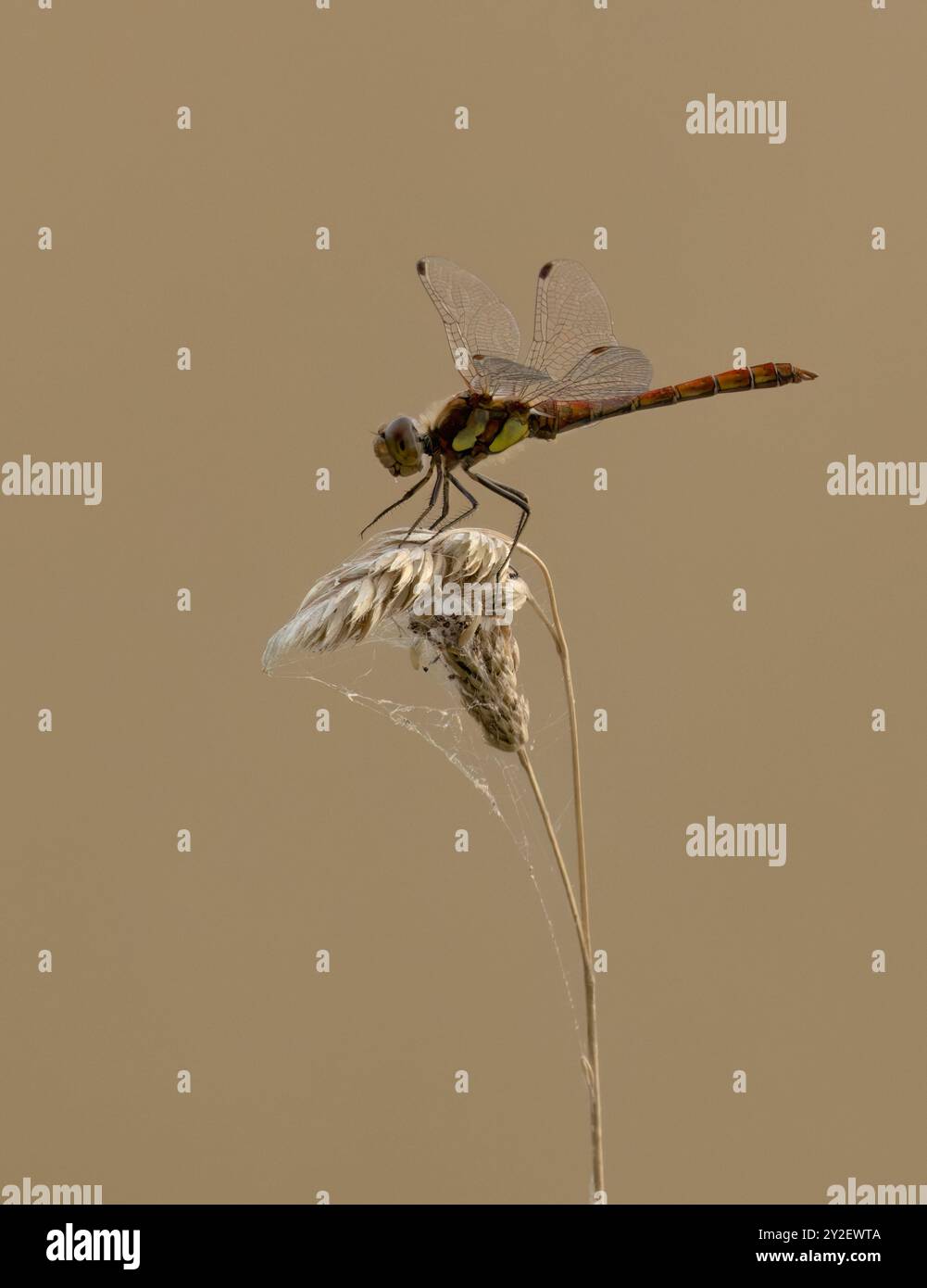 Male Common Darter (Sympetrum striolatum) perched Stock Photo
