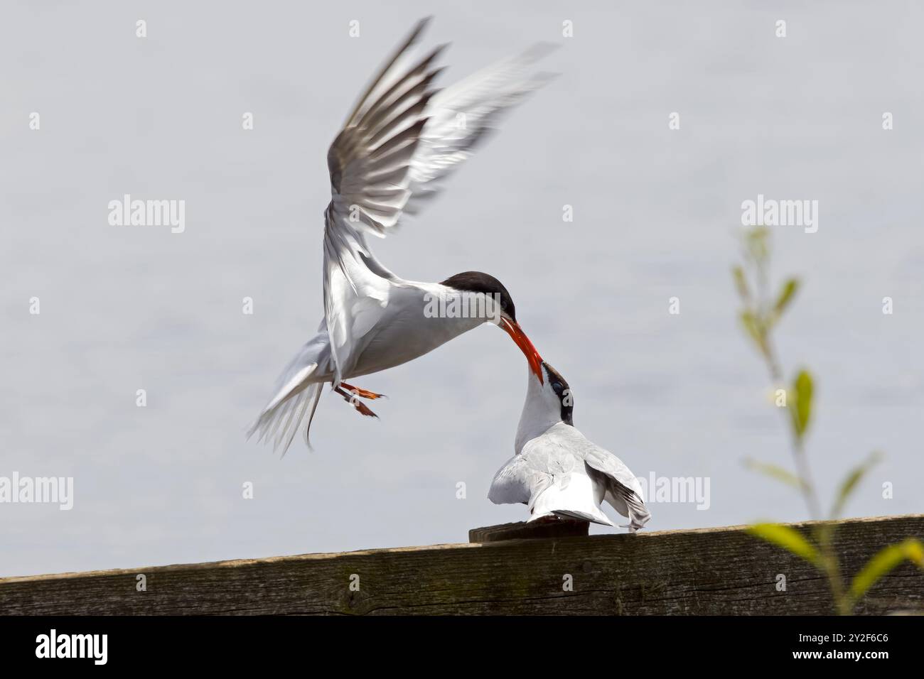 A common tern (Sterna hirundo) hovering over a second one with beaks locked. Stock Photo