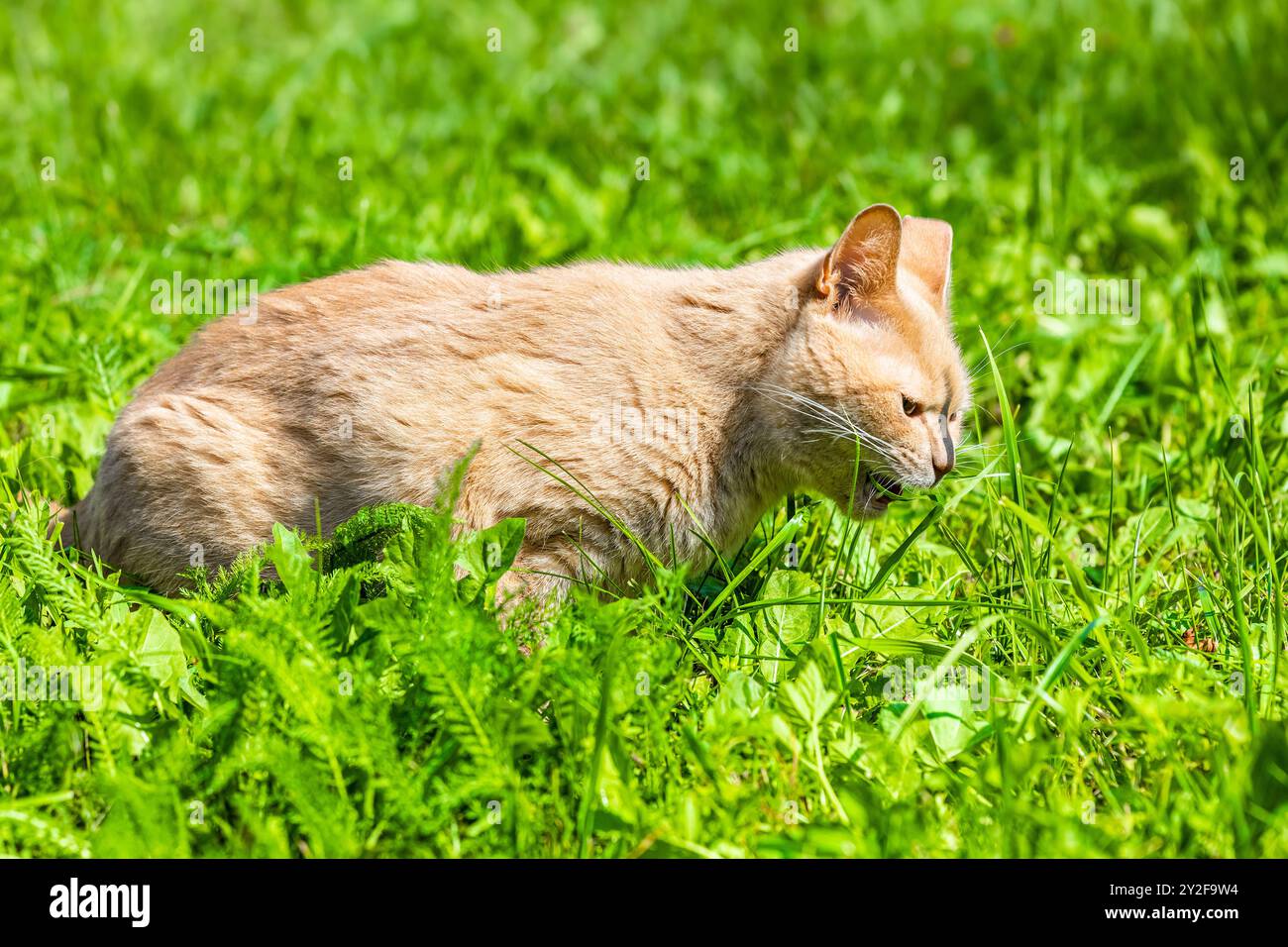 domestic cat eats green grass while walking in the garden. the cat eats ... - Is Cat Grass Healthy For Cats