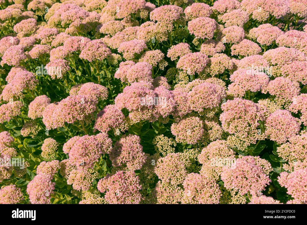 Flowerbed with pink flowers Hylotelephium spectabile. showy stonecrop, iceplant, butterfly stonecrop. Natural floral background. Stock Photo