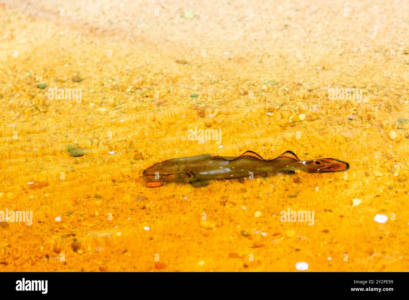 juvenile bowfin (Amia calva) or dogfish in the shallow water of Lake Nokomis in Wisconsin, horizontal Stock Photo