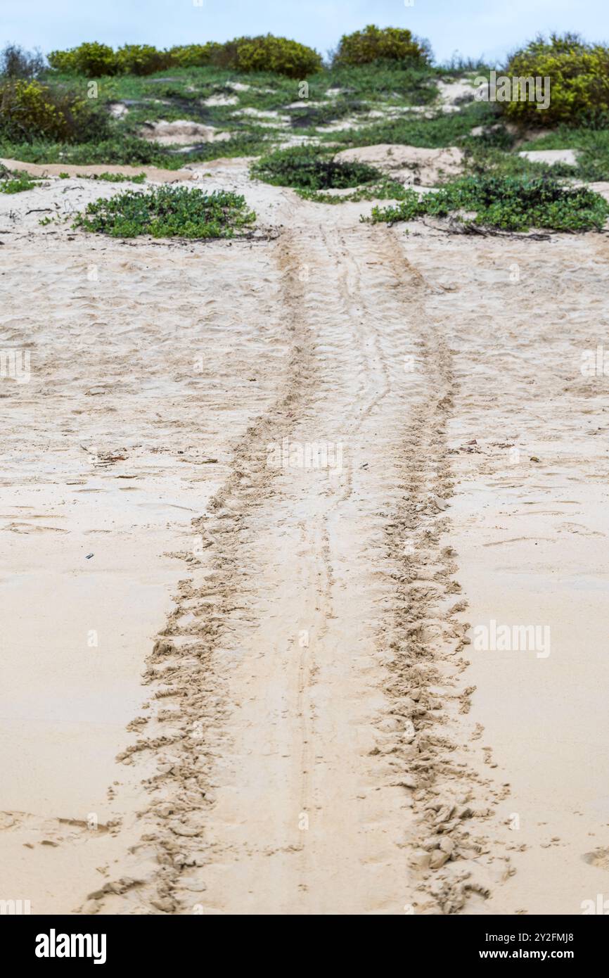 Turtle tracks in sand on beach, Floreana Island, Galapagos Islands Stock Photo