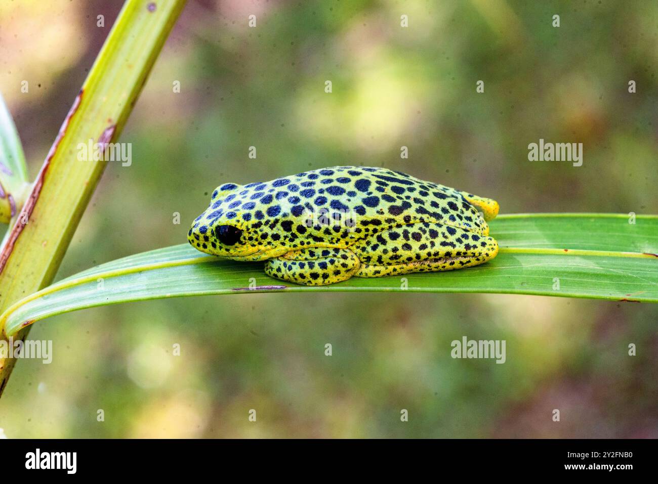 A Tod, Uganda Stock Photo