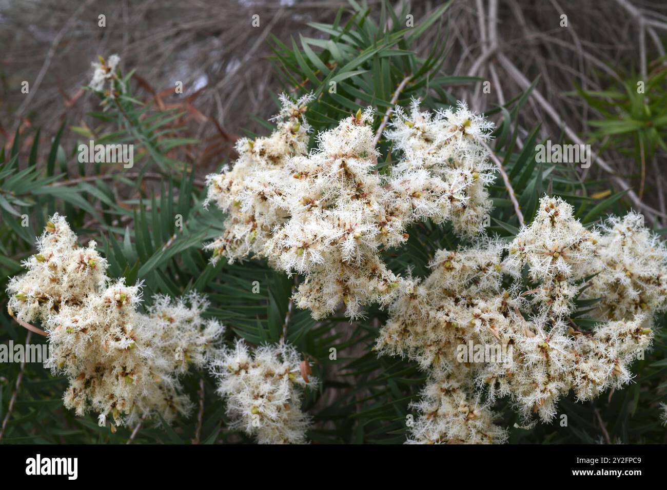 Snow-in-summer (Melaleuca linariifolia) is a shrb or small tree endemic to eastern Australia. Inflorescences detail. Stock Photo